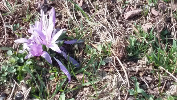 Чувају љубичасти цвет